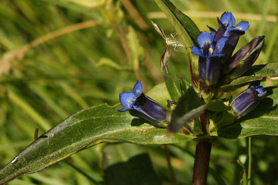 Gentiane croisette - Gentiana cruciata 