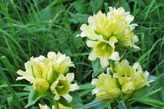 Gentiane de Burser - Gentiana burseri subsp. actinocalyx