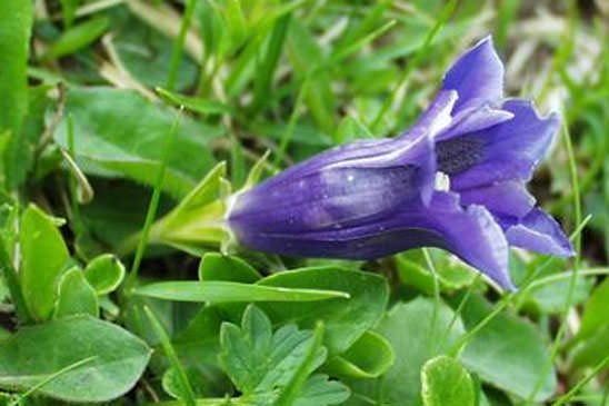 Gentiane de Clusius - Gentiana clusii 