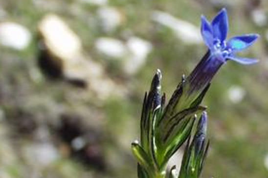 Gentiane des neiges - Gentiana nivalis 