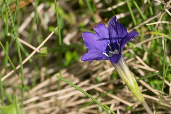 Gentiane des Pyrénées - Gentiana pyrenaica 