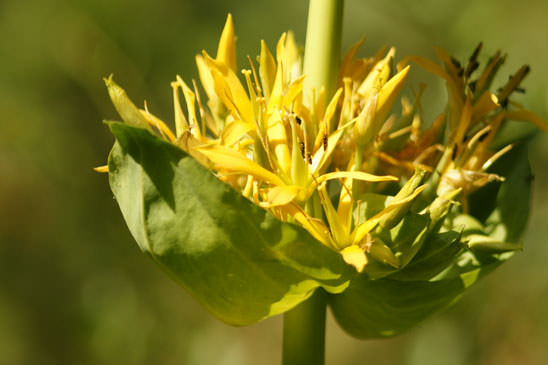 Gentiane jaune - Gentiana lutea subsp. lutea