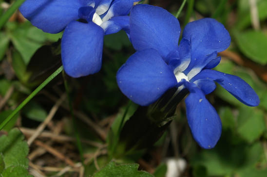 Gentiane printanière - Gentiana verna 