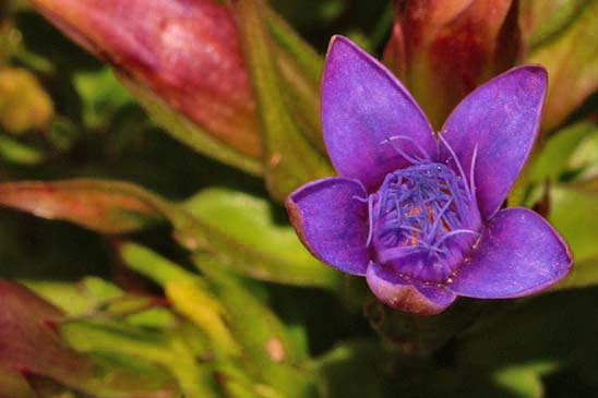 Gentianelle d'Allemagne - Gentianella germanica 