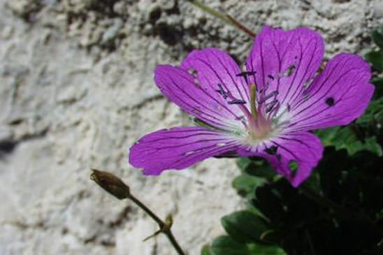 Géranium cendré - Geranium cinereum 