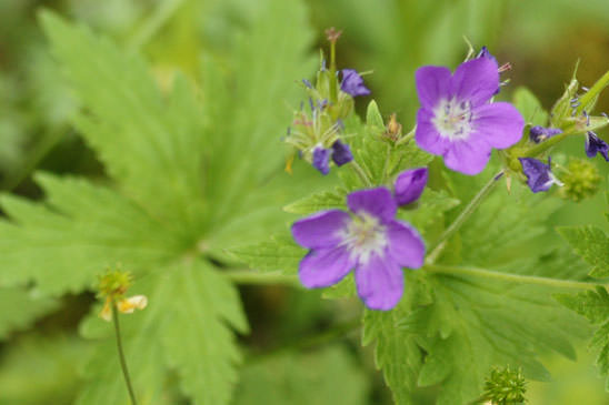 Géranium des bois - Geranium sylvaticum 