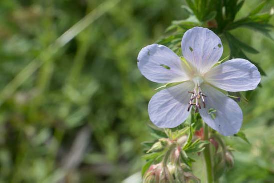 Géranium des prés - Geranium pratense 