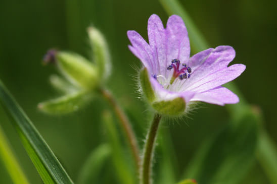 Géranium des Pyrénées - Geranium pyrenaicum subsp. pyrenaicum