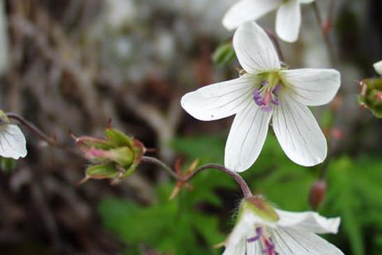 Géranium des ruisseaux - Geranium rivulare 