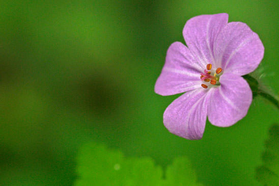 Géranium Herbe à Robert - Geranium robertianum 