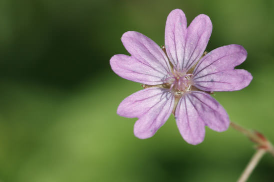 Géranium mou - Geranium molle 