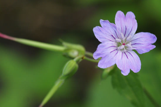 Géranium noueux - Geranium nodosum 