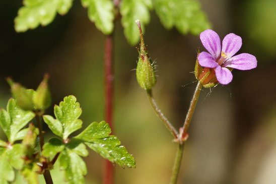 Géranium pourpre - Geranium purpureum 