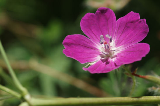 Géranium sanguin - Geranium sanguineum 