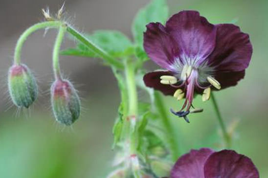 Géranium sombre - Geranium phaeum 