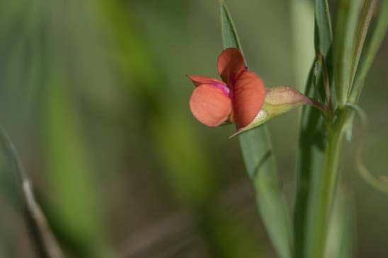 Gesse à graines rondes - Lathyrus sphaericus 