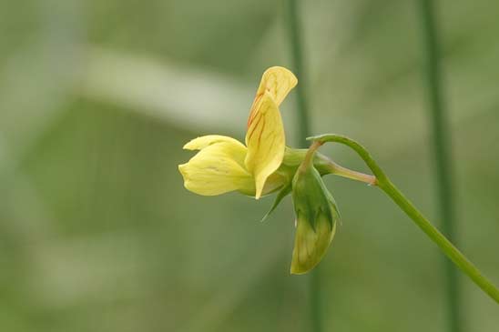 Gesse annuelle - Lathyrus annuus 