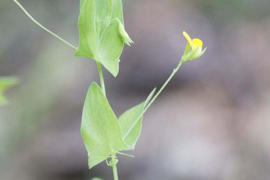 Gesse aphaca - Lathyrus aphaca 