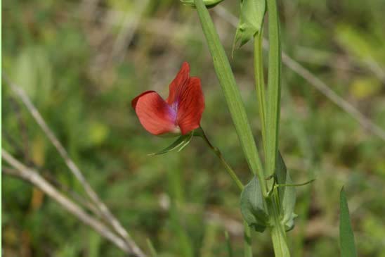 Gesse chiche - Lathyrus cicera 