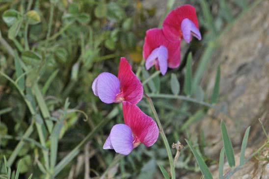 Gesse Climène - Lathyrus clymenum 