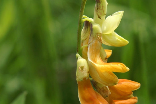 Gesse de l'Occident - Lathyrus ochraceus 