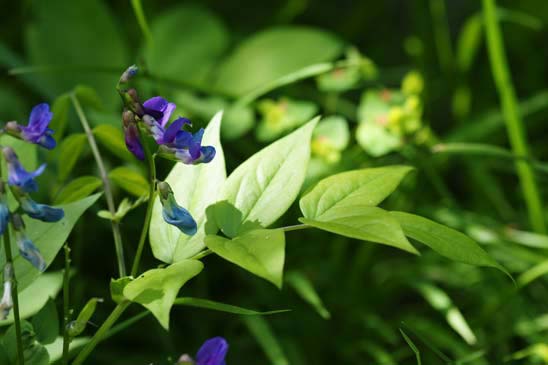 Gesse du printemps - Lathyrus vernus 