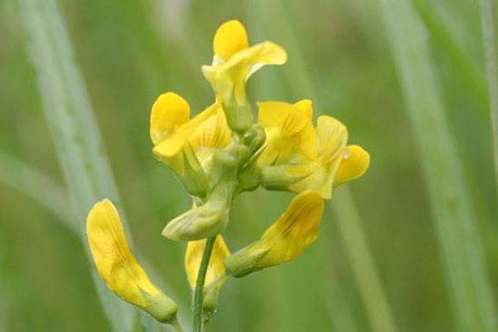 Gesse des prés - Lathyrus pratensis 