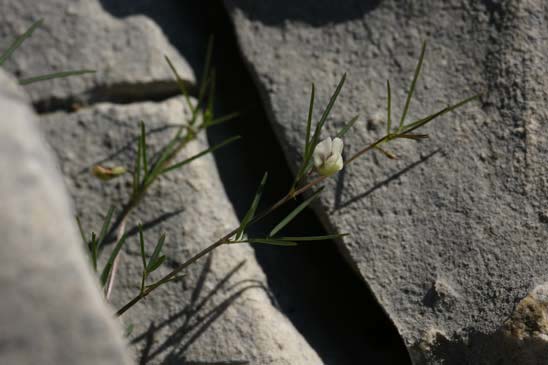 Gesse des rochers - Vicia saxatilis 