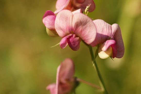 Gesse à feuilles variables - Lathyrus heterophyllus 