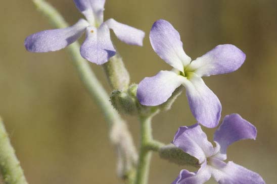 Giroflée des dunes - Matthiola sinuata 