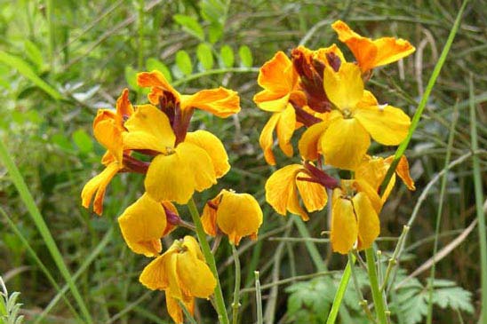 Giroflée des murailles - Erysimum cheiri 