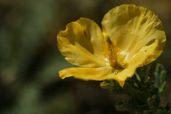 Glaucienne jaune - Glaucium flavum 