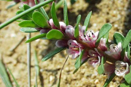 Glaux - Lysimachia maritima 