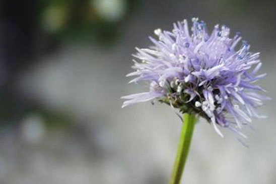 Globulaire à feuilles cordées - Globularia cordifolia 