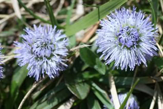 Globulaire à tige nue - Globularia nudicaulis 