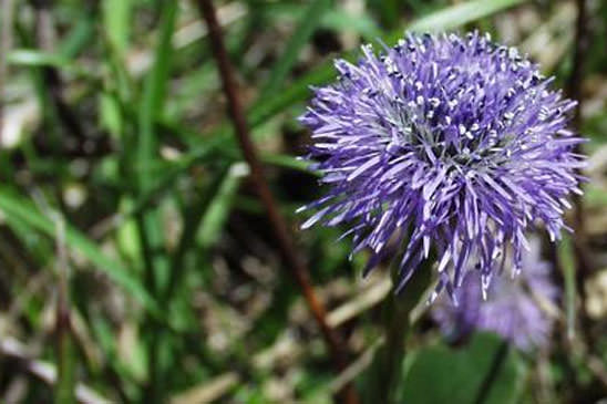 Globulaire commune - Globularia vulgaris 