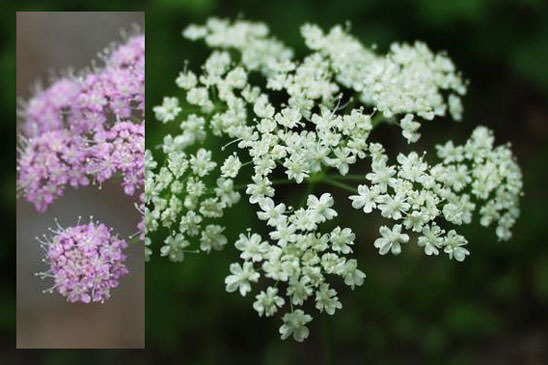 Grand Boucage - Pimpinella major 