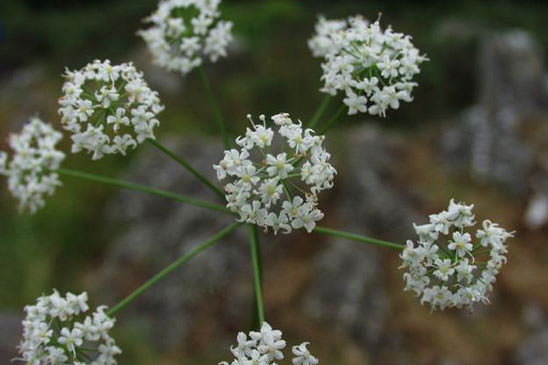 Grand conopode - Conopodium majus subsp. majus