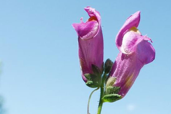 Grand Muflier - Antirrhinum majus 
