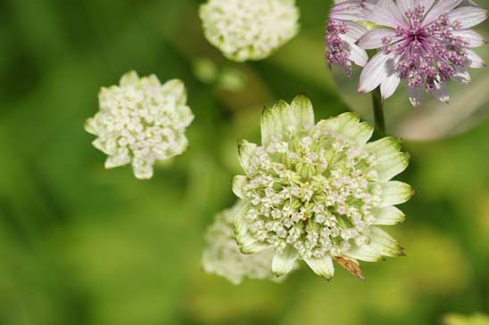 Grande Astrance - Astrantia major subsp. major