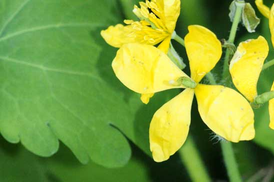 Grande Chélidoine - Chelidonium majus subsp. majus