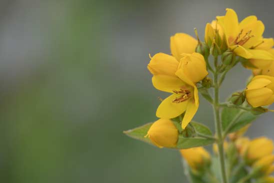 Grande Lysimaque - Lysimachia vulgaris 