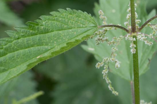 Grande Ortie - Urtica dioica subsp. dioica