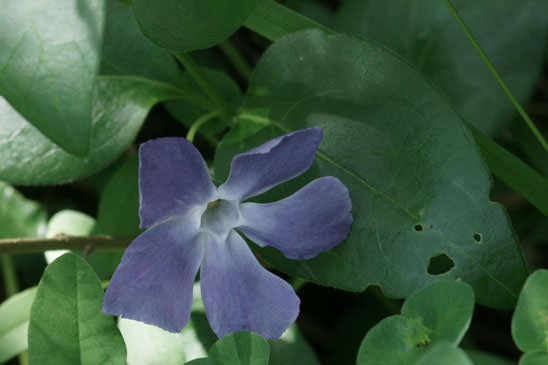 Grande Pervenche - Vinca major subsp. major