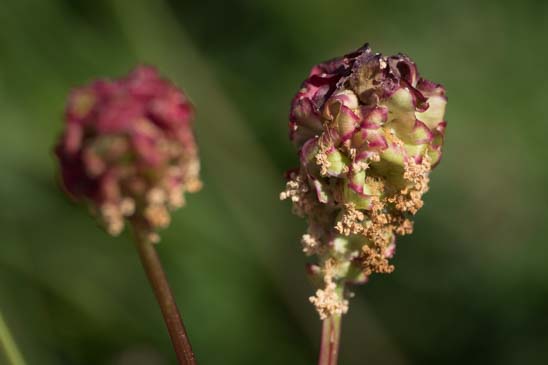 Grande Pimprenelle - Sanguisorba officinalis 