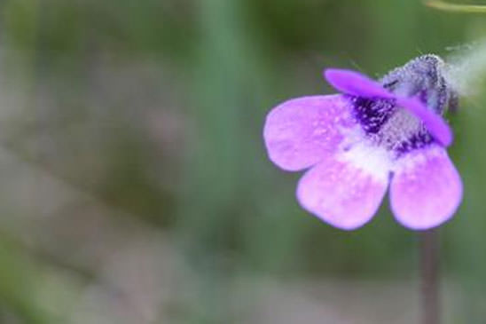 Grassette à éperon étroit - Pinguicula leptoceras 