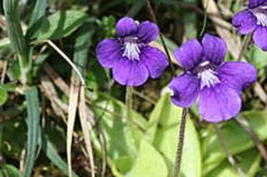 Grassette à grandes fleurs - Pinguicula grandiflora subsp. grandiflora