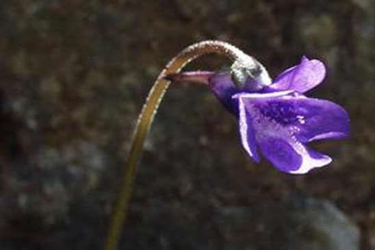 Grassette commune - Pinguicula vulgaris  var. vulgaris