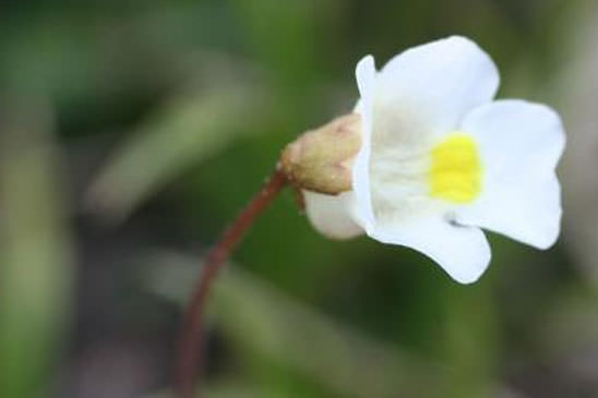 Grassette des Alpes - Pinguicula alpina 