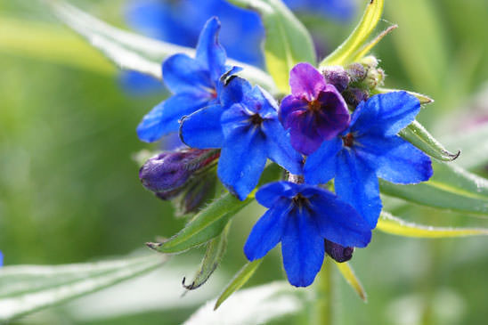 Grémil bleu pourpre - Buglossoides purpurocaerulea 